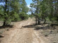 Carson National Forest